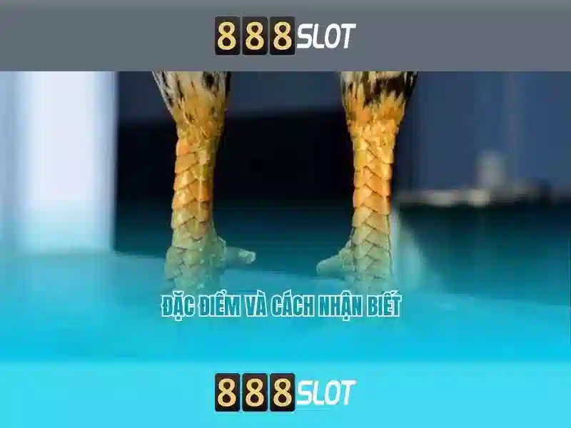 Tổng quan ninja 888 slot